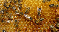 Bees In Honeycomb