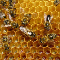 Bees In Honeycomb