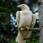 White Crow