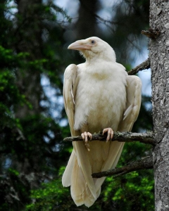 White Crow